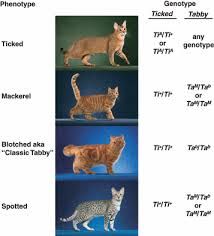 Tabby pattern genetics – a whole new breed of cat - Kaelin - 2010 - Pigment Cell & Melanoma Research - Wiley Online Library Cat Genetics, X Chromosome, Cat References, Types Of Patterns, Cat Reference, Cat Stands, Biology Notes, Alley Cat, Online Library