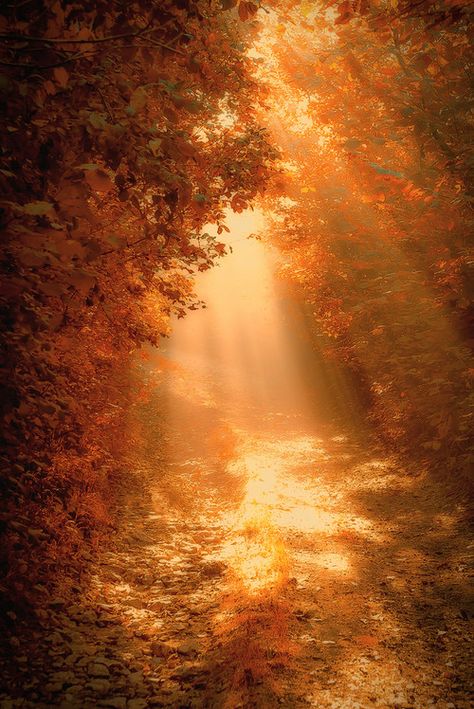 Image Nature, Autumn Scenes, Autumn Scenery, Autumn Beauty, Fall Pictures, Autumn Cozy, Nature Beauty, Beautiful World, Beautiful Landscapes