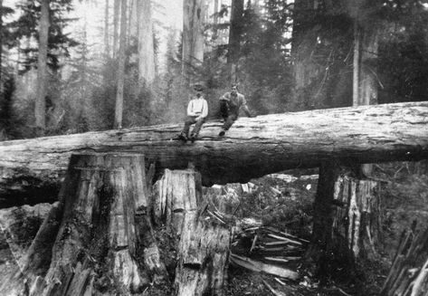 Forest Clearing, Logging Industry, Timber Logs, Lumber Mill, Redwood Trees, Logging Equipment, Redwood Tree, Old Trees, North Vancouver