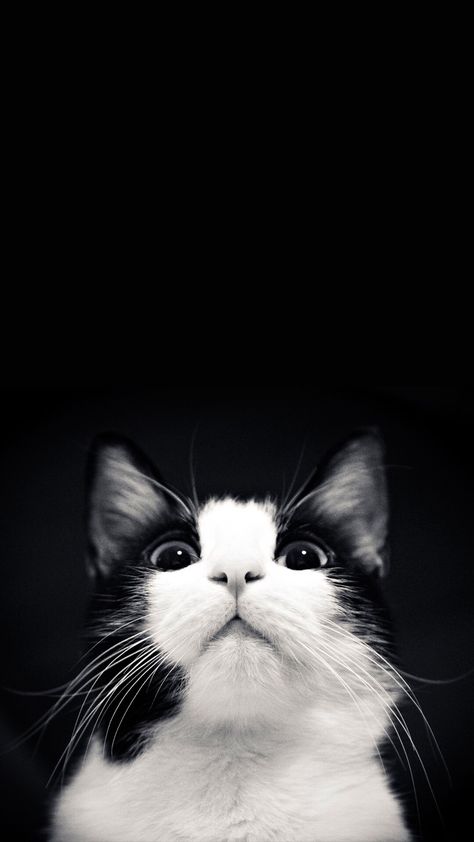 Black & White Cat looking up Aura Wallpaper Iphone Black, Wallpaper Gatos, Angry Animals, White And Black Cat, Angry Dog, Black And White Cat, Cute Black Wallpaper, Cartoon Wallpaper Hd, Cat Photos