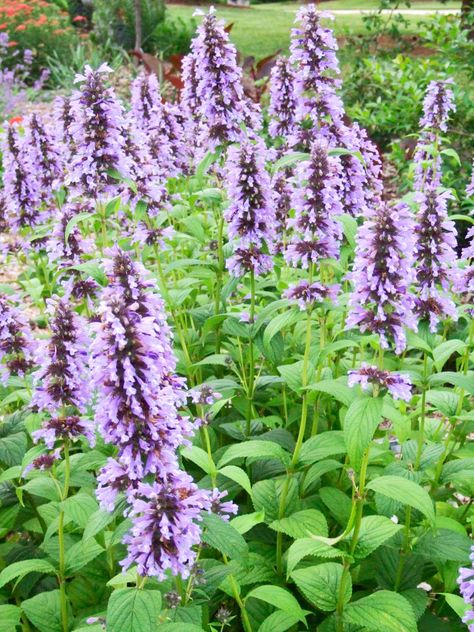 25 Top Easy-Care Plants for Midwest Gardens Midwest Perennials, Midwest Plants, Midwest Gardening, Sedum Garden, Midwest Garden, Michigan Gardening, Blooms All Summer, Pink Perennials, Hosta Plants