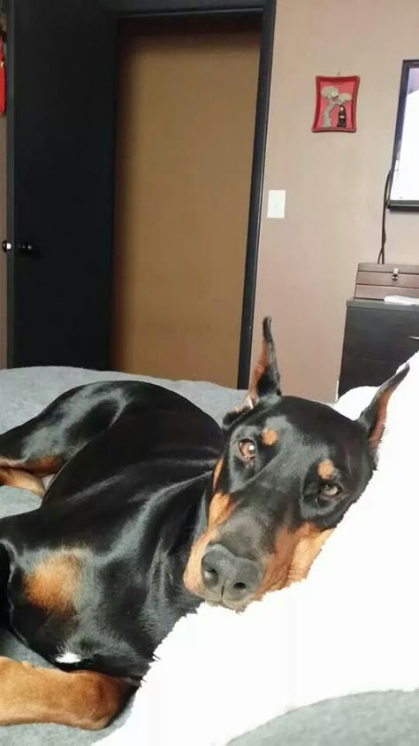 As a single woman this beauty would definitely make me feel safe. " honey I'm home!" Doberman Woman, Doberman Puppies, Black Doberman, Doberman Love, Doberman Dog, Doberman Pinscher Dog, Doberman Puppy, Doberman Dogs, Single Woman