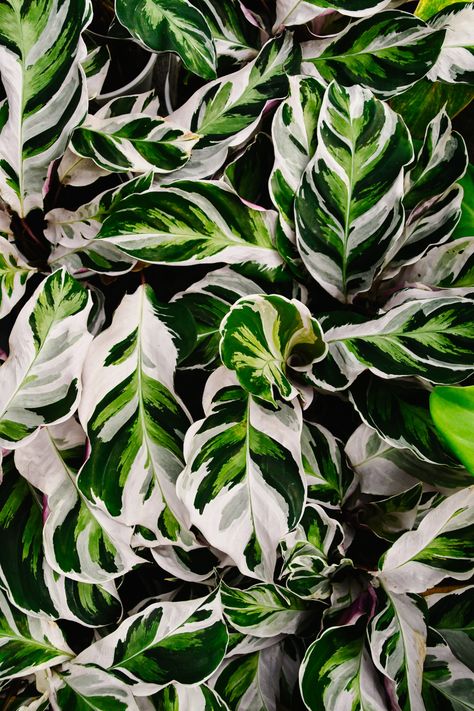 I'm Not As Dumb As I Am... - roseyjones: calathea white fusion Calathea White Fusion, Green Era, Greenery Wedding Centerpieces, Plant Wishlist, Decor Cake, Plant List, Greenery Wedding, Textures Patterns, Wedding Centerpieces