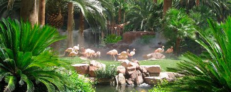 6 FUN THINGS TO DO AT THE FLAMINGO Flamingo Habitat, Kid Friendly Las Vegas, Best Las Vegas Hotels, Zoo Decor, Flamingo Las Vegas, Free Family Activities, Flamingo Hotel, Zoo Architecture, Underwater Animals