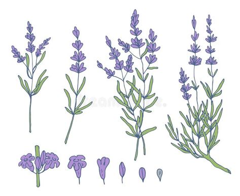 Lavender Sketch, Sketches Simple, Drawing Set, Stock Photography Free, Bullet Journal Ideas Pages, Arte Floral, Lavender Flowers, Art Show, Logo Inspiration