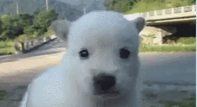 Afraid  nervous Cute Gifs, Silly Dogs, Silly Images, Silly Animals, Cute Animal Photos, Adorable Pets, Silly Cats, Shiba Inu, Cute Little Animals