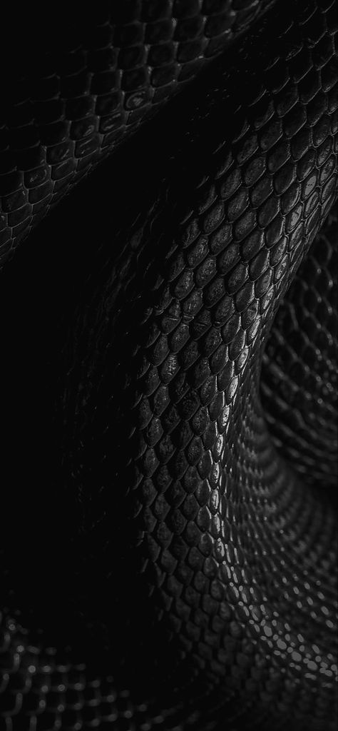 Serpent Aesthetic, Paris Wallpaper Iphone, Horror Wallpapers Hd, Black Mamba Snake, Snake Wallpaper, Paris Wallpaper, Beautiful Snakes, Animal Print Wallpaper, 8k Wallpaper