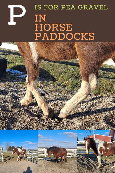 Horse Paddock Footing, Horse Dry Lots, Horse Paddock Paradise, Horse Paddock Ideas, Paddock Paradise Ideas, Paddock Footing, Horse Paddocks, Mud Control, Mud Management