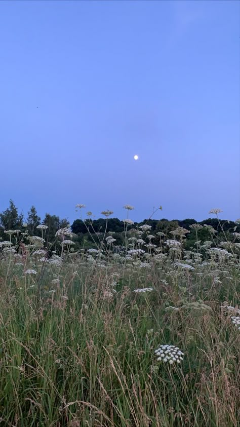 Aesthetic Flower Pics, Aesthetic Flower Field, Field Aesthetic, Summer Moon, Theme Nature, Look At The Moon, Aesthetic Flowers, Photo Nature, Pretty Sky