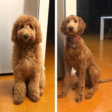 Labradoodle Grooming Style, Labradoodle Hair, Labradoodle Cuts, Labradoodle Haircut, Labradoodle Grooming, Lou Dog, Goldendoodle Haircuts, Goldendoodle Grooming, Puppy Haircut