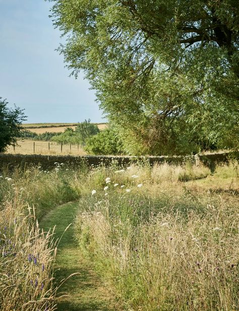 Dan Pearson, Coastal Garden, Devon Coast, Wild Flower Meadow, Meadow Garden, Coastal Gardens, Garden Types, Natural Garden, Nature Garden