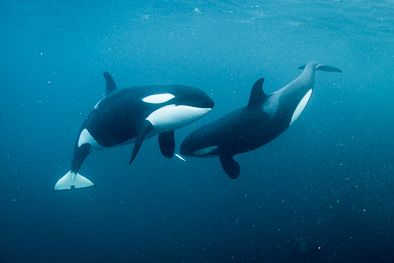 Underwater Orca photo Herring run | George Karbus Photography Animal Photography Dogs, National Geographic Animals, Orca Tattoo, Animal Photography Wildlife, Whale Illustration, Sea Mammal, Under The Water, Sperm Whale, Underwater Animals