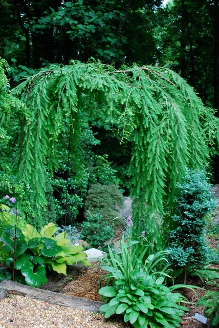 Cascade Falls weeping bald cypress - Eclectic - Charlotte - by Jay Sifford Garden Design Weeping Trees, Conifers Garden, Japanese Garden Landscape, Cascade Falls, Shade Garden Plants, Bald Cypress, Cypress Trees, Garden Trees, Landscape Trees