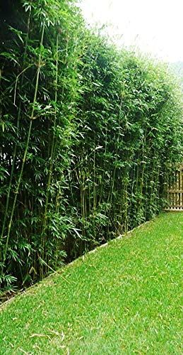 Hedges Landscaping, Bamboo Hedge, Bamboo Landscape, Clumping Bamboo, Bamboo Trees, Privacy Landscaping, Bamboo Garden, Bamboo Plants, Backyard Makeover