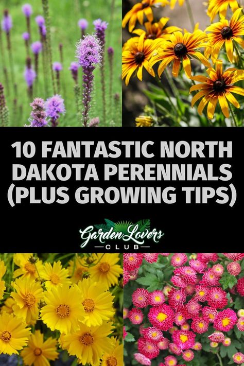 The state of North Dakota encompasses USDA plant hardiness zones 3a to 4a with its cold winters and short growing season. While you can’t grow some of the lush, sub-tropical plants that southern gardeners can, there are plenty of hardy perennials that will thrive in North Dakota. North Dakota Native Plants, North Dakota Flowers, North Dakota Garden, South Dakota Gardening, North Dakota Landscape, Periannual Flowers, Dakota House, Perennial Bushes, Best Perennials For Shade