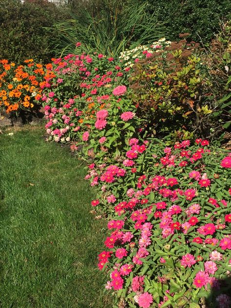 Zinnia Border, Border Gardens, Florida Plants Landscaping, Moss Phlox, Creating A Garden, Edging Plants, Florida Plants, Nature Hd, Beautiful Plants