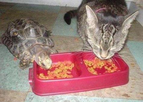 animal1 Two Animals Together, Cat And Turtle, Two Turtles, Turtle Cute, Russian Tortoise Diet, Russian Tortoise, Pet Turtle, Bun Bun, Party Room