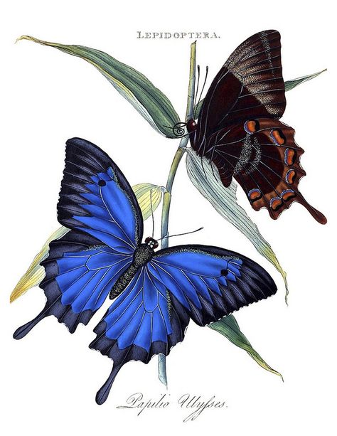 Blue Mountain Swallowtail, Ulysses butterfly. Papailio ulysses. Male above, female below. Females in fliight create flashes of blue, can be seen hundreds of yards away. Native to Australia, an emblem for Queensland's tourism. Edward Donovan (1768-1837). Papilio Ulysses, Ulysses Butterfly, Fauna Illustration, Butterfly Prints, Science Illustration, Butterflies And Dragonflies, Butterfly Illustration, Swallowtail Butterfly, Scientific Illustration