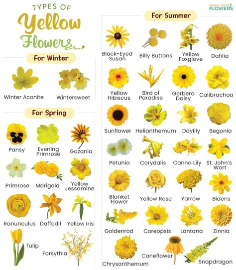 Types of Yellow Flowers - List of Names with Pictures Types Of Yellow Flowers, Yellow Flowers Meaning, Types Of Daffodils, Names Of Flowers With Pictures, Flowers Name With Pictures, Unique Flower Names, Orange Flower Names, Yellow Flowers Names, Spring Flowers Names