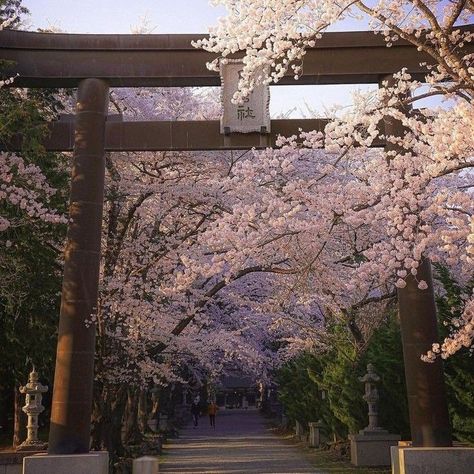 Cherry Blossom Aesthetic, Soft Music, Write Poetry, Cherry Blossom Japan, Sakura Tree, Read And Write, Stay Alive, Dead Poets Society, Japan Aesthetic