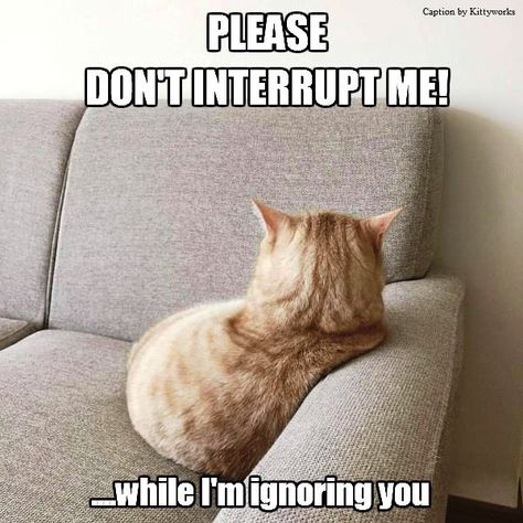 Morning Cat, Cat Jokes, Cat Behavior, Funny Cat Memes, Funny Animal Memes, Cats Meow, Funny Animal Pictures, Crazy Cat Lady, Animal Memes