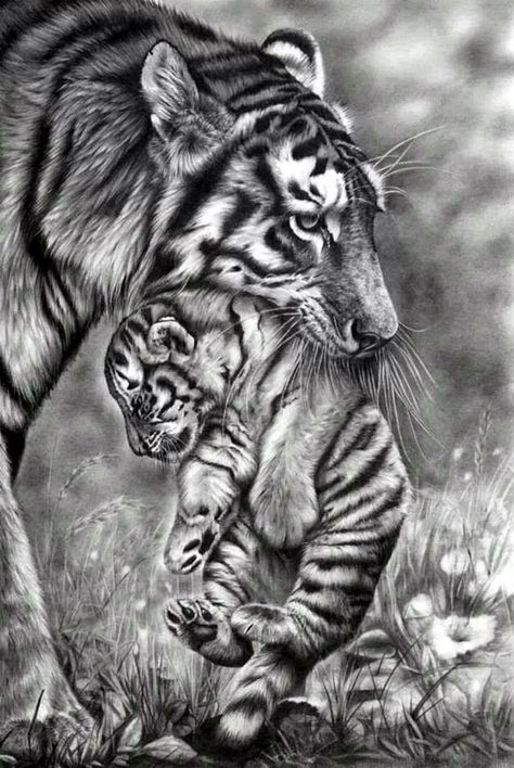 Pencil Drawing Inspiration, Tiger Sketch, Drawing Heart, Tiger Drawing, Pencil Drawings Of Animals, Animal Drawings Sketches, Drawing Simple, Charcoal Art, Portrait Sketches