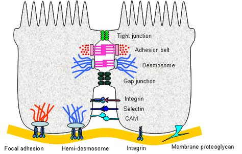 Cellular Respiration Diagram, Cell Junctions, Structure Of Nephron Diagram, Gap Junction, Cell Junction, Nephron Diagram Labeled, Galvanic Cell Diagram, Anaerobic Respiration, Endoplasmic Reticulum Diagram