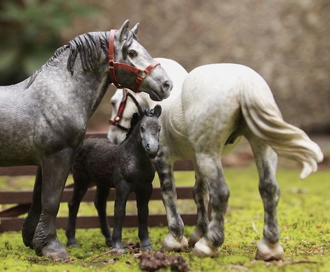 https://flic.kr/p/RnXaAn | Percheron family | Repainted model horses Schleich Horses Stable, Toy Horse Stable, Wild Horse Pictures, Bryer Horses, Pony Breeds, Horse Inspiration, Hobby Horses, Big Friends, Mustang Horse