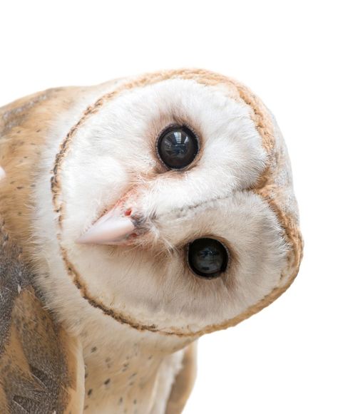 Common Barn Owl Head - A close-up of the head of a common barn owl. #BarnOwl #Wildlife Owl Reference Photo, Barn Owl Aesthetic, Scottish Birds, Black Barn Owl, Barn Owl Flying, Owl Aesthetic, Owls Cute, Portable Altar, Owl Face