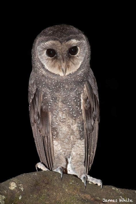 Sooty Owl, Owl Mugs, Eurasian Eagle Owl, Barn Owls, Owl Pictures, Beautiful Owl, Creatures Of The Night, Owl Bird, Snowy Owl