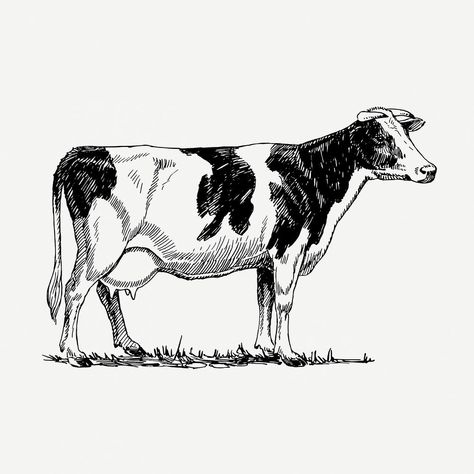 Cow Tattoo, Cow Vector, Cow Illustration, Cow Drawing, Holstein Cows, Free Printable Art, Personalized Golf, Dairy Cows, White Cow