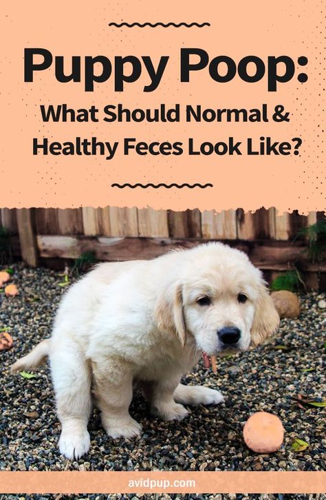 Puppy Poop: What Should Normal & Healthy Feces Look Like? Philip Quast, Photos To Draw, Dog Illnesses, Puppy Development, Border Collie Puppy, Chicken Milk, Premium Dog Food, Potty Training Puppy, Dog Health Tips