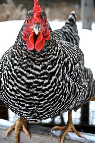 Backyard Chicken Run, Barred Plymouth Rock Chickens, Chicken Photography, Barred Rock Chickens, Chicken Backyard, Plymouth Rock Chicken, Heritage Chickens, Tattoo Animals, Barred Rock