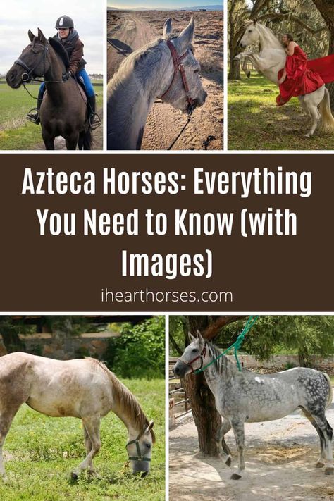 Get to know the majestic Azteca Horses! All the need-to-know facts on the breed and stunning pictures. Let's explore together! Azteca Horse, Herding Cattle, Appaloosa Horse, American Quarter Horse, Appaloosa Horses, Appaloosa, Quarter Horse, Horse Pictures, Horse Hair