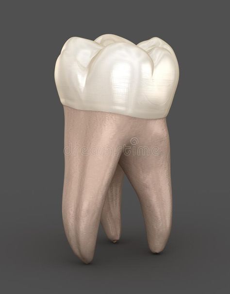 Dental Illustration, Teeth Anatomy, Molar Tooth, Dental Anatomy, Eye Pictures, Free Illustration, Free Illustrations, 3d Illustration, Anatomy