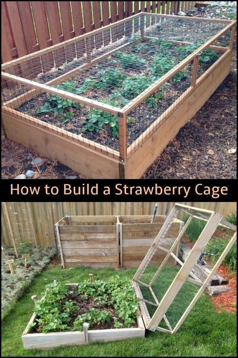 Vegetable Garden Beds, Strawberry Garden, Diy Raised Garden, Plants Growing, Raised Garden Beds Diy, Garden Types, Home Vegetable Garden, Garden Yard Ideas, Vegetable Garden Design