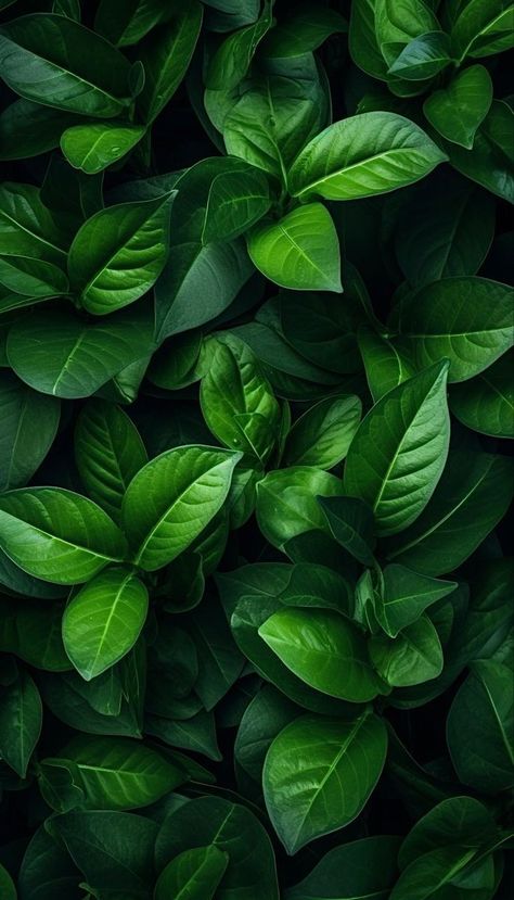 Leaf Background Aesthetic, Balcony Garden Diy, Leaves Wallpaper Iphone, Colourful Wallpaper Iphone, Plant Background, Joker Wallpapers, Silver Silk, Abstract Art Wallpaper, Wallpaper Nature Flowers