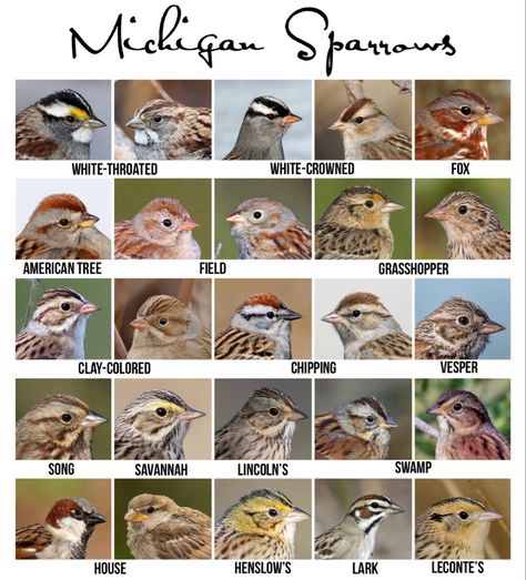 Michigan Birds, Birds Name List, Common Swift Bird, Merlin Bird, Tiny Baby Animals, Song Sparrow Bird, Michigan Wildlife, Backyard Birds Watching, Eurasian Sparrowhawk