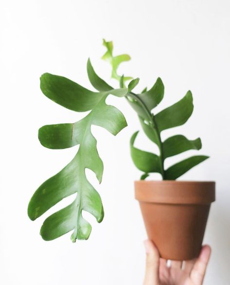 Indoor Fern Plants, Indoor Forest, Statement Plants, Indoor Cactus Plants, Indoor Gardening Supplies, How To Grow Cactus, Indoor Ferns, Tall Indoor Plants, Low Light Indoor Plants