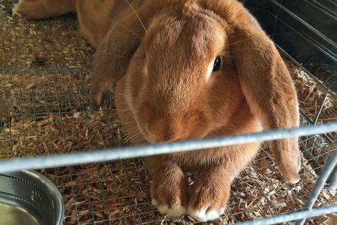 If you like rabbits and super soft fur, you will love velveteen lop rabbits. Find out how to care for these adorable pet bunnies. French Lop Rabbit, Rabbit Species, Pet Bunnies, French Lop, Rabbit Pellets, Rabbit Behavior, Lop Bunnies, Outdoor Rabbit Hutch, Lop Rabbit