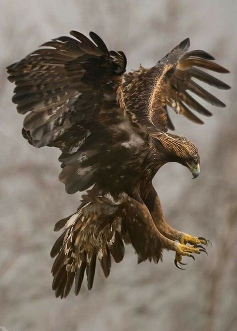 Bird Of Prey Tattoo, Aigle Royal, Raptors Bird, Eagle Pictures, Art Pics, The Eagles, Golden Eagle, An Eagle, All Birds