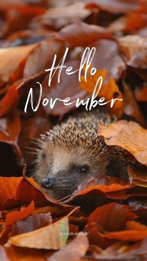 Hello November Wallpaper, Hello Novembre, Hallo November, November Images, Welcome November, December Wallpaper, November Wallpaper, Seasons Months, Hello November