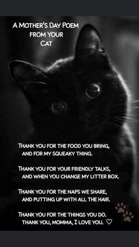 Pin by Tina Marie on Funnies | Cats, Cat quotes, Cat poems in 2022 | Cat poems, Cat quotes, Cats Cat Poems, Katt Grejer, Mothers Day Poems, Cat Photos, Black Cat Art, Cat Funny, Cat Behavior, Cat Facts, Cat Quotes