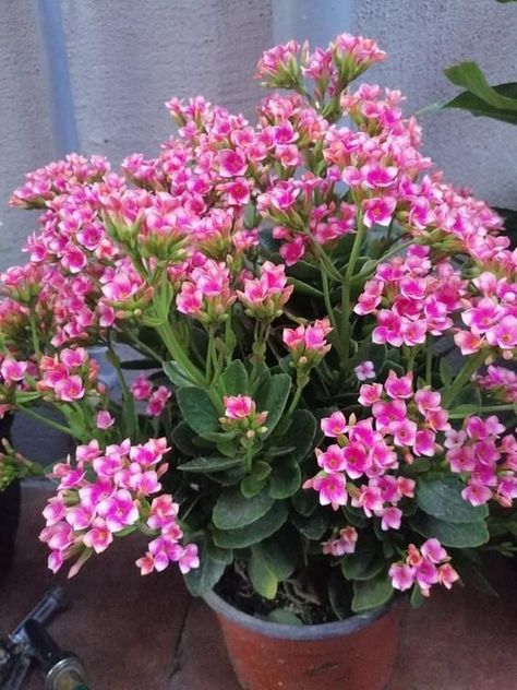 Kalanchoe Kalanchoe Flowers, Pretty Flowers Photography, Kalanchoe Blossfeldiana, Flower Magic, Flower Colour, Potted Flowers, Diy Plant Hanger, Flower Garden Design, Plants Growing