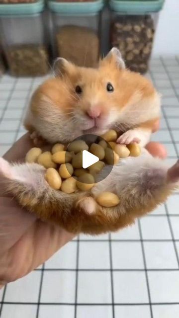 Hee Hee, Cute Hamsters, Like Animals, February 10, Animal Videos, Animals Pets, Animal Gifs, Wildlife Photography, Cool Gadgets