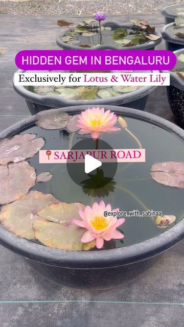 Lotus Pond Garden, Waterlily Pond, Lotus Plant, Lily Lotus, Water Lilly, Lotus Pond, Pond Design, Flower Nursery, Lily Pond