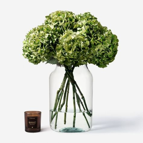 Pistachio Hydrangea | Flowers | NYC | FLOWERBX US Cosy Bathroom, Nyc Rooms, Green Hydrangea, Hydrangea Flowers, Colorful Bouquet, Same Day Flower Delivery, White Hydrangea, Hydrangea Flower, Blue Hydrangea