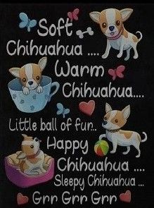 Blue Chihuahua, Chihuahua Quotes, Chihuahuas Dogs, Chihuahua Tattoo, Chihuahua Training, Dog Texts, Embroidery Dog, Animal Wallpapers, Chihuahua Mom