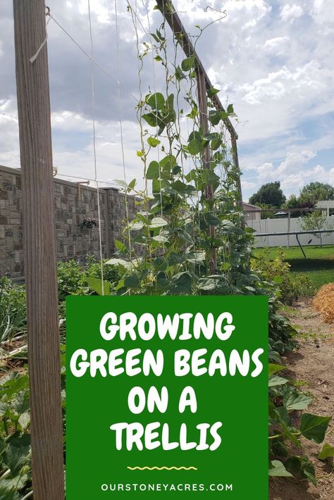 Growing Green Beans Trellis, Pole Bean Trellis, Green Beans Garden, Green Bean Trellis, Grow Green Beans, Pumpkin Trellis, Backyard Trellis, Climbing Plants Trellis, Bean Trellis