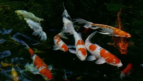 Koi Fish Pc Wallpaper, Koi Fish Desktop Wallpaper Hd, Aesthetic Wallpaper Hp Laptop, Hp Chromebook Wallpaper Aesthetic, Koi Fish Header, Koi Fish Wallpaper Desktop, Strawberry Glasses, Fish Banner, Funny Lock Screen Wallpaper